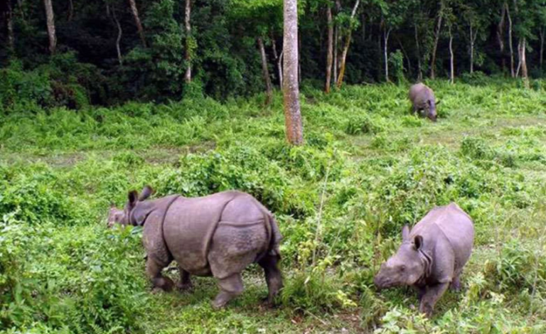 Discover the Wild Heart of Nepal: 3 Night 4 Days Bardiya Tour Package