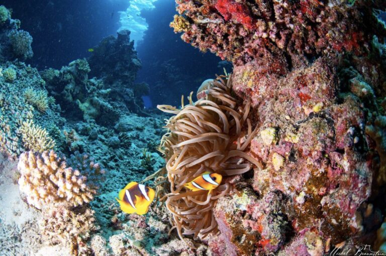 Find adventures you’ll never forget: Diving in the Red Sea